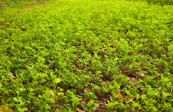 Une prairie de luzerne fraîche — Photo