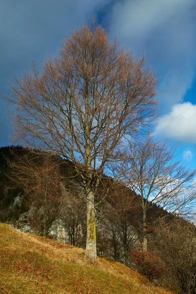 Beech tree on mountain — Stock Photo, Image