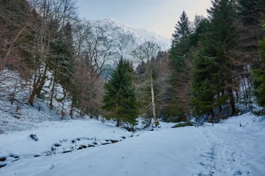 Rocky Dağları ile kış manzarası