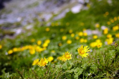 Dandelions alan, boşaltmak