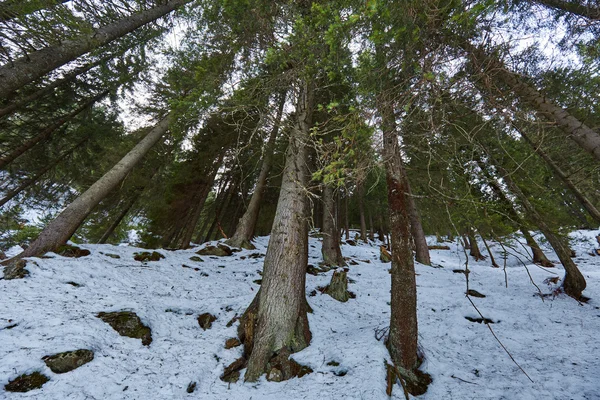 Köknar kış orman — Stok fotoğraf