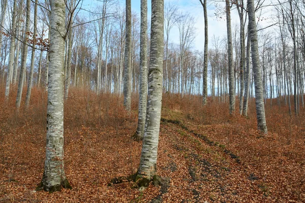 Bukowe drzewa w jesienny dzień — Zdjęcie stockowe
