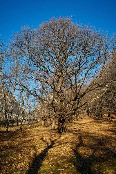 Very large oak trees — Stock Photo, Image