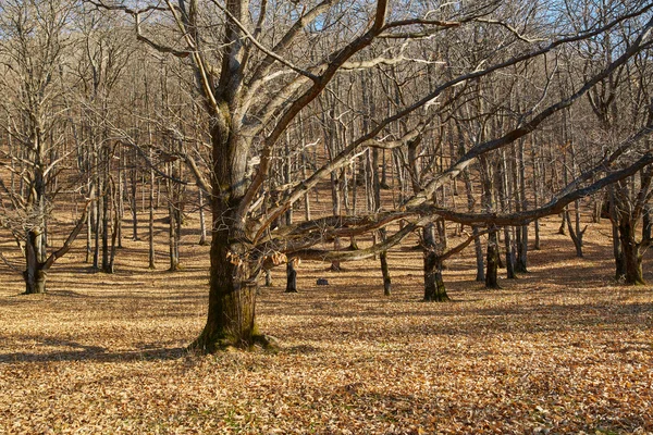 Querce molto grandi — Foto Stock