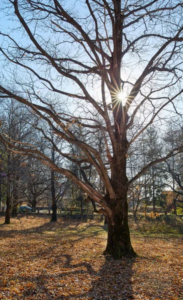 Very large oak trees — Stock Photo, Image