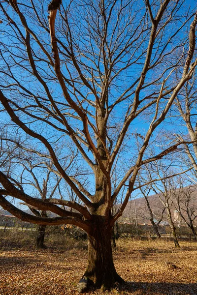 非常に大きな樫の木 — ストック写真