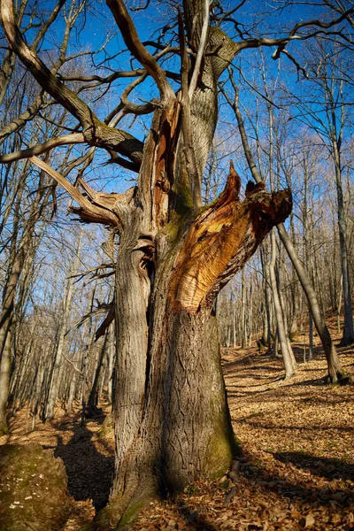 Huge oak tree — Stock Photo, Image