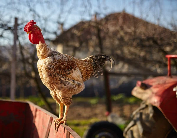 Proud rooster standing — Stock Photo, Image