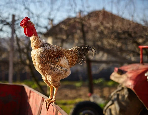 Gurur horoz ayakta — Stok fotoğraf