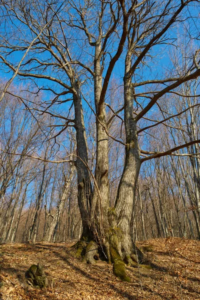 Very large oak trees — Stock Photo, Image