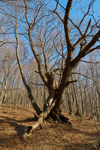 Very large oak trees — Stock Photo, Image