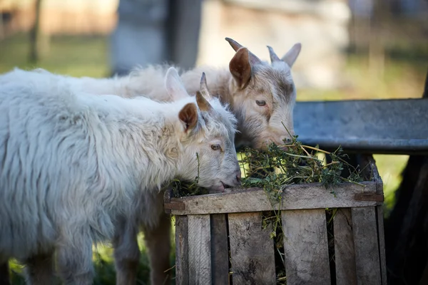 Chèvres mangeant du foin — Photo
