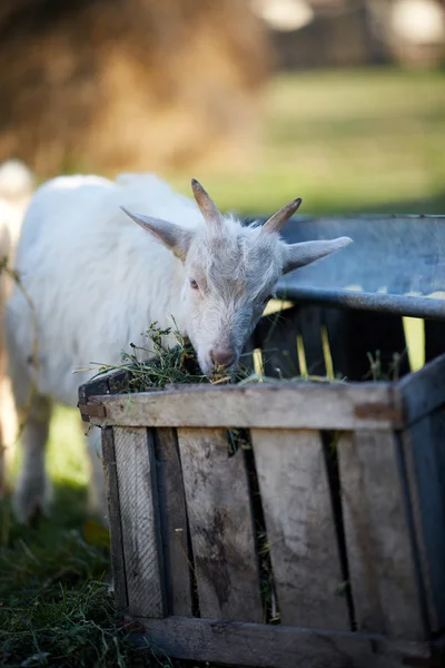 Cabra bebé a comer feno — Fotografia de Stock