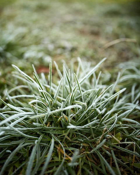 Grass covered with frost in the morning — Stock Photo, Image