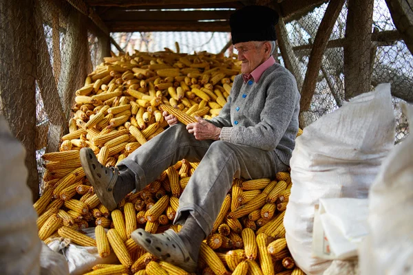 Granjero en su granero lleno de mazorcas de maíz — Foto de Stock