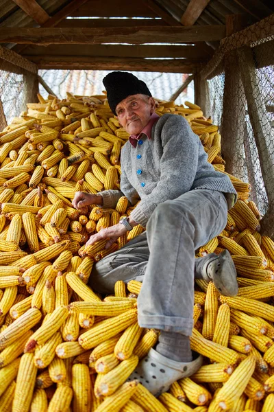 Boer in zijn schuur vol maïskolven — Stockfoto