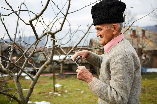 Old farmer trimming apple tree — Stock Photo, Image