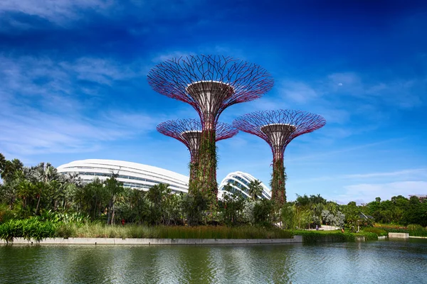 The Supertree Grove at Gardens by the Bay — Stock Photo, Image