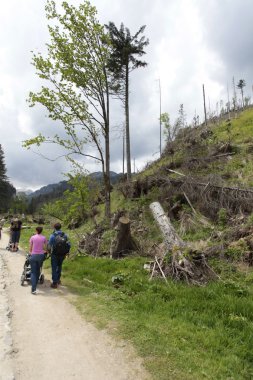 Polonya milli park orman ile insanlara