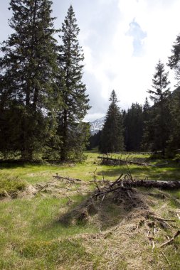 Orman ile Polonya milli park