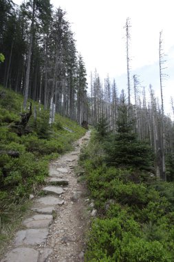 Orman ile Polonya milli park