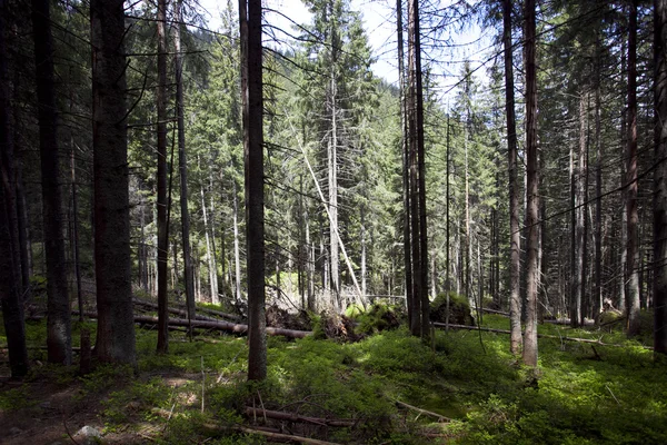 Polen Nationaalpark met bos — Stockfoto