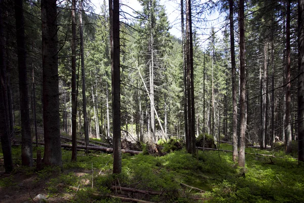 Národní park Polsko s lesní — Stock fotografie