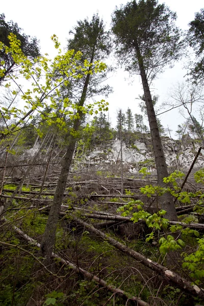Polen Nationaalpark met bos — Stockfoto