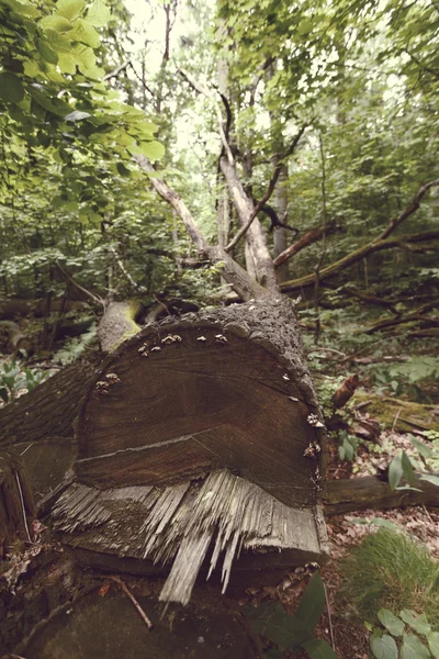 폴란드 국립 공원 숲 — 스톡 사진