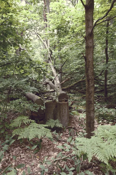 W Polsce park narodowy z lasem — Zdjęcie stockowe