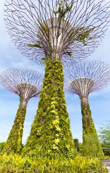 Supertree Grove en Gardens by the Bay — Foto de Stock