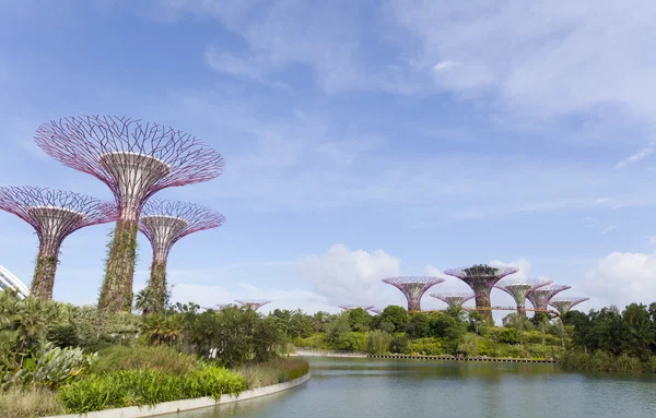 Supertree Grove à Gardens by the Bay — Photo