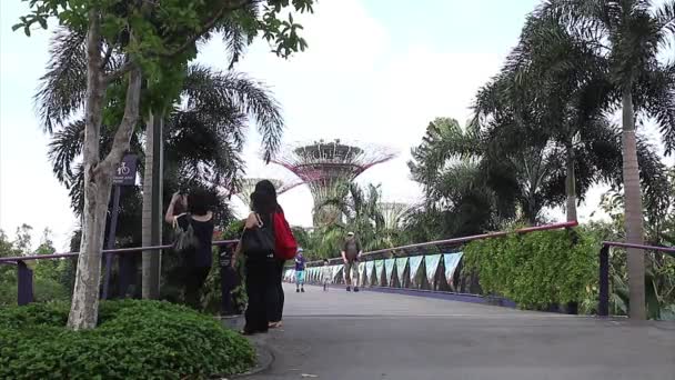 Supertree Grove in Singapore — Stockvideo