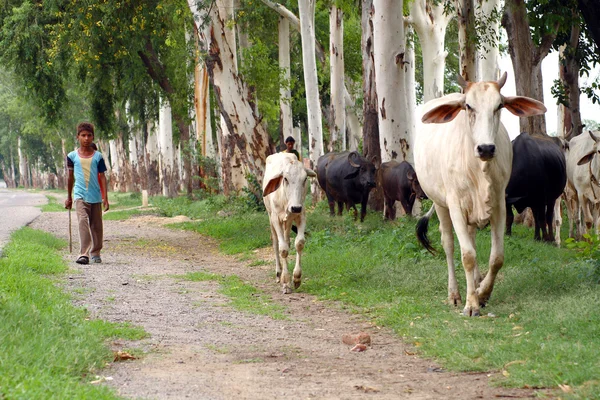 Çocuk hayvan sürüsü inekler — Stok fotoğraf