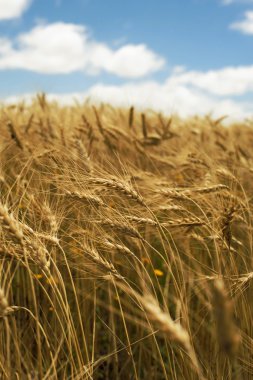 Yakın peyzaj kavramı buğday tarlası çim gökyüzü