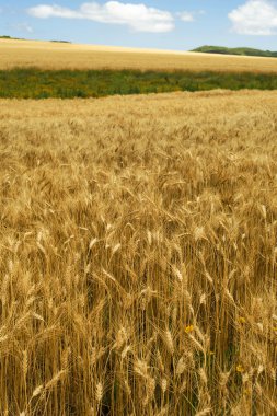 Kırsal altın buğday tarlası güneş bulut gökyüzü