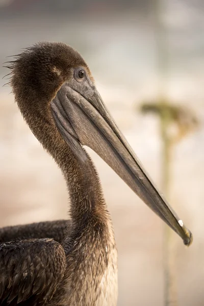 Brown pelican bird wild animal on tropical beach