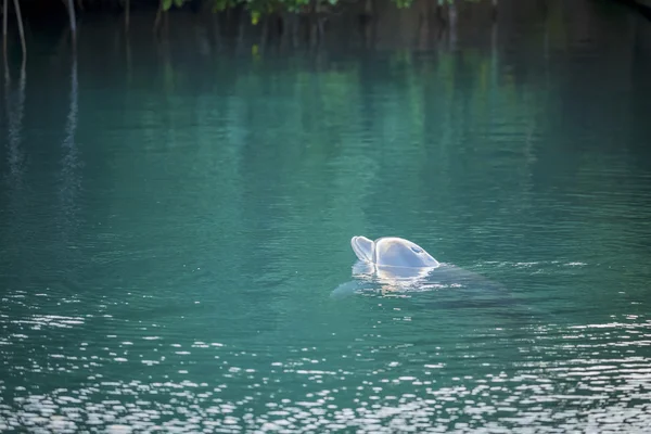 熱帯の海の海洋動物の生活でのドルフィン スイムします。 — ストック写真