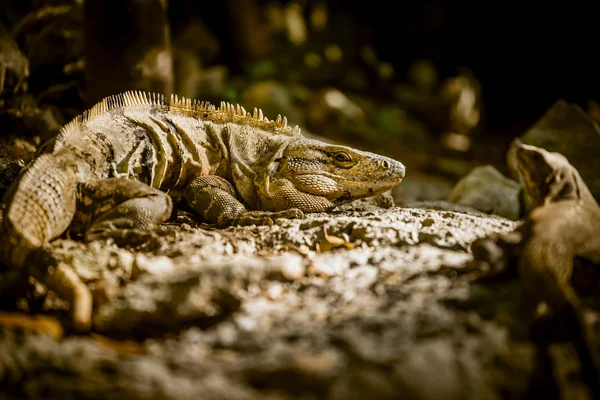 Wild lizards pair of reptile animals in the jungle — Stock Photo, Image