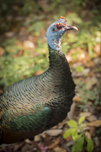 Wild turkey bird close up in natural habitat — Stock Photo, Image