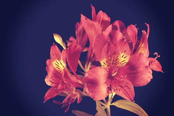 Vintage flowers bouquet concept background — Stock Photo, Image