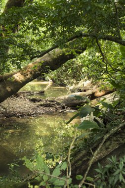 Sessiz su ve bitkiler ile orman manzara