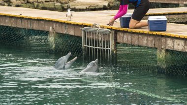 Hayvan terbiyecisi yunuslar yaz tatili besleme