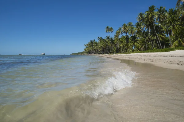 Tropical beach coast landscape with palm trees — Stock Photo, Image