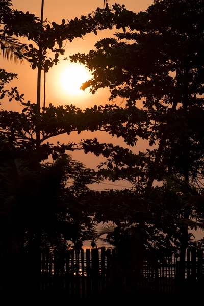 Planta e árvores silhueta no pôr-do-sol de verão dourado — Fotografia de Stock