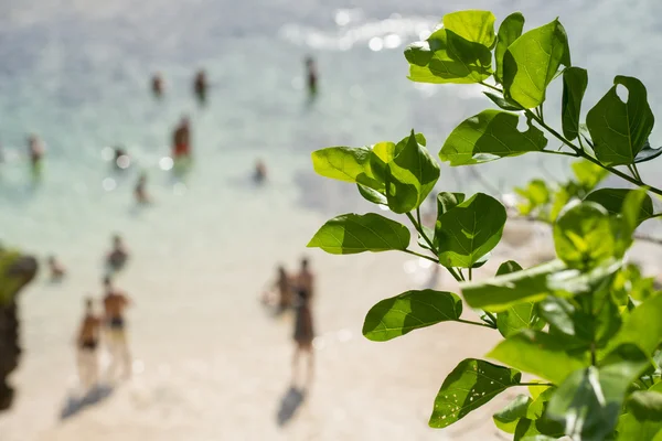 Blur background of people on beach with green leaf — Stock Photo, Image