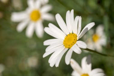Yabani papatya çiçek sahada yaz sezonu 
