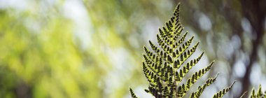 Yeşil orman çevre yaprak arka plan