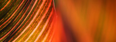 Renkli yaprak bulanıklık yakın arka plan