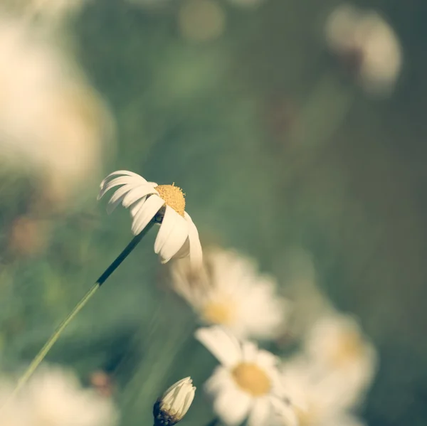 Vintage daisy flower field close up fundo — Fotografia de Stock